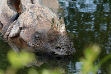 Panzernashorn (Rhinoceros unicornis) oder Indisches Panzernashorn im Wasser 