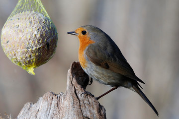 Rotkehlchen (Erithacus rubecula) sitzt vor Meisenknödel