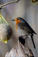 Rotkehlchen (Erithacus rubecula) sitzt vor Meisenknödel