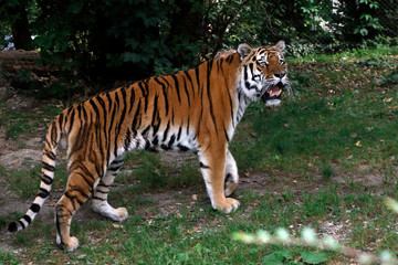 Sibirische Tiger (Panthera tigris altaica) Amurtiger oder Ussuritiger, Raubtier
