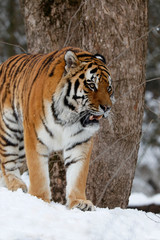 Fototapeta na wymiar Sibirischer Tiger (Panthera tigris tigris) auch Amurtiger oder Ussuritiger im Schnee