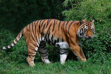 Fototapeta na wymiar Sibirische Tiger (Panthera tigris altaica) Amurtiger oder Ussuritiger, Raubtier