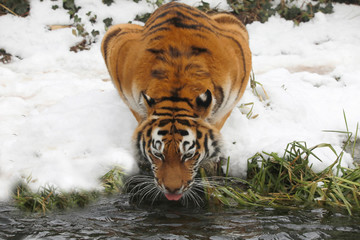 Sibirischer Tiger (Panthera tigris tigris) auch Amurtiger oder Ussuritiger am Wasser 