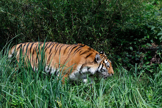 Sibirische Tiger (Panthera tigris altaica) Amurtiger oder Ussuritiger, Raubtier