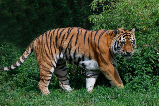 Sibirische Tiger (Panthera tigris altaica) Amurtiger oder Ussuritiger, Raubtier