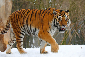 Sibirischer Tiger (Panthera tigris tigris) auch Amurtiger oder Ussuritiger im Schnee