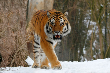 Sibirischer Tiger (Panthera tigris tigris) auch Amurtiger oder Ussuritiger im Schnee