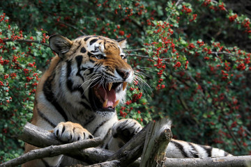 Naklejka premium Sibirischer Tiger (Panthera tigris tigris) auch Amurtiger oder Ussuritiger