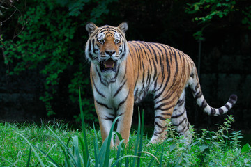 Fototapeta premium Sibirische Tiger (Panthera tigris altaica) Amurtiger oder Ussuritiger, Raubtier
