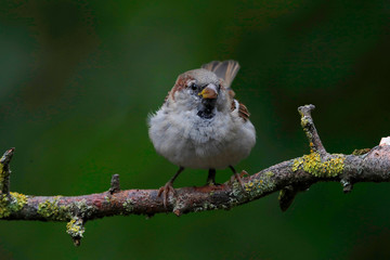 Haussperling (Passer domesticus)  auch Spatz oder Hausspatz, Jungvogel
