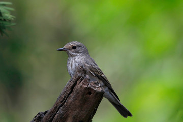 Grauschnäpper (Muscicapa striata) Singvogel
