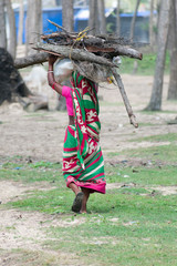 Obraz premium Rear View One Indian Village Woman cut firewood from protected nature reserve area, carry heavy loads on head and walking, for use as woodfuel or biofuel. Forest Loss Environment Conservation Concept