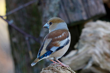  Kernbeißer (Coccothraustes coccothraustes) Singvogel