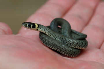 Ringelnatter (Natrix natrix) Jungtier in Handfläche