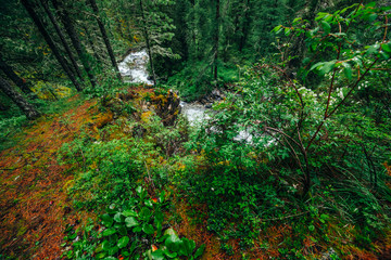 Vivid scenery of forest freshness. Rich greenery on mossy cliff above mountain river. Beautiful mystery taiga with wild river. Highland flora near mountain creek. Atmospheric green forest landscape.