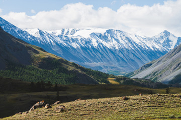 Atmospheric alpine landscape to snowy mountain ridge and forest hills in sunny day. Snow shines in day light on mountain peak. Beautiful shiny snowy top. Wonderful scenery to low clouds above range.