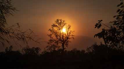 Sunset in the forest 