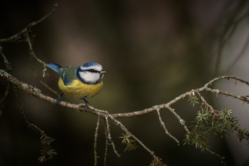 Blue tit on spruce branch