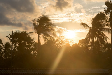 Silhouette coconut palm tree by dark back Lit skylight sun sunlight sunset. Dramatic atmospheric mood background. Dusk to night time lapse. Tropical Island Beach climate. Background nature scene.