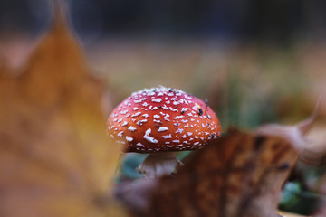 mushroom fly agaric in the forest,close up
