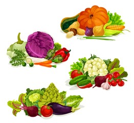 Vegetables and farm market veggies, salads and cabbages food. Vector organic vegetarian pumpkin, garlic or onion an eggplant, turnip and beet or radish, pepper and carrot, tomato and zucchini squash