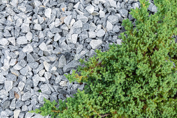 Top view of a decorative juniper that grows surrounded by white stones. Plant concept, garden, design.