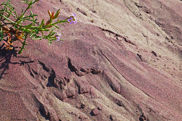 wildflowers on shore with purple sands at Big Sur's Pfeiffer Beach, California, USA