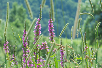 Summer background of wildflowers in the form of loosestrife loosestrife and graceful tall grass. The concept of flowers, gift, nature.