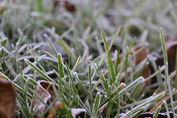 Hoarfrost on the grass. Frost Dew in the winter. Early morning. Winter. Cold. Snow. Frozen