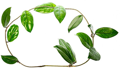 a green branch isolated on white background