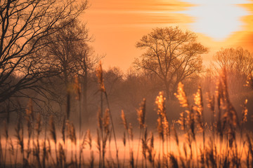 Wiesenlandschaft im Morgenlicht