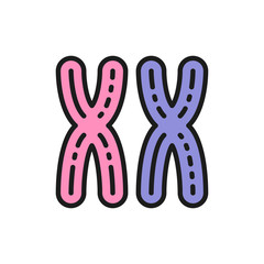 Female XX chromosomes, woman sex, genes flat color line icon.