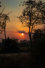 Sunset in the forest 