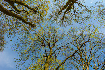looking in the sky through tree tops in spring