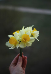 daffodil in hand/easter backgound © Jane