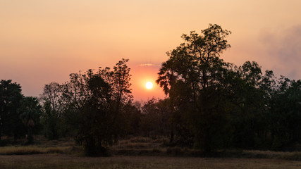 Sunset in the forest 