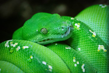 Green Snake