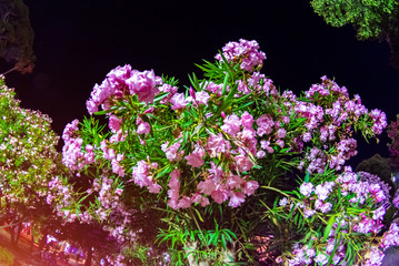 Flowering oleander bushes in the evening. Red flowers on tree branches