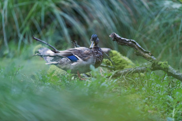Mallard duck between tall grass at edge of pond.