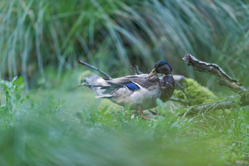 Mallard duck between tall grass at edge of pond.