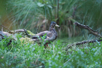 Mallard duck between tall grass at edge of pond.