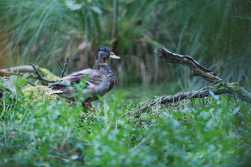 Mallard duck between tall grass at edge of pond.