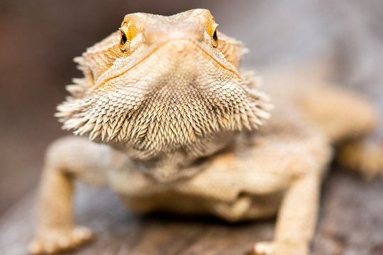 Pogonas are a genus of reptiles containing eight lizard species which are often known by the common name bearded dragons.