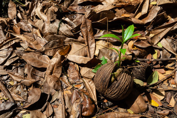 Leaves sprout from the Cerbera odollam Seeds