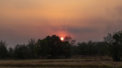 Sunset in the forest 