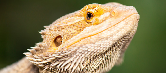 Pogonas are a genus of reptiles containing eight lizard species which are often known by the common...