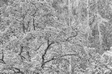 Trees in heavy rain. Black and white photo.