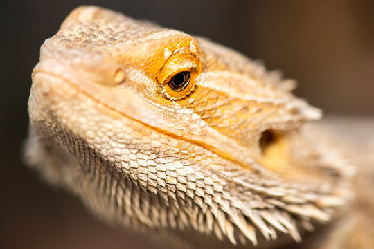 Pogonas are a genus of reptiles containing eight lizard species which are often known by the common name bearded dragons.