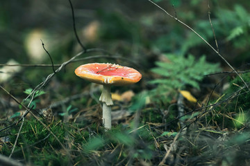 Red with white dots mushroom on forest ground.
