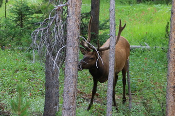 Deer in the Yellowstone national park